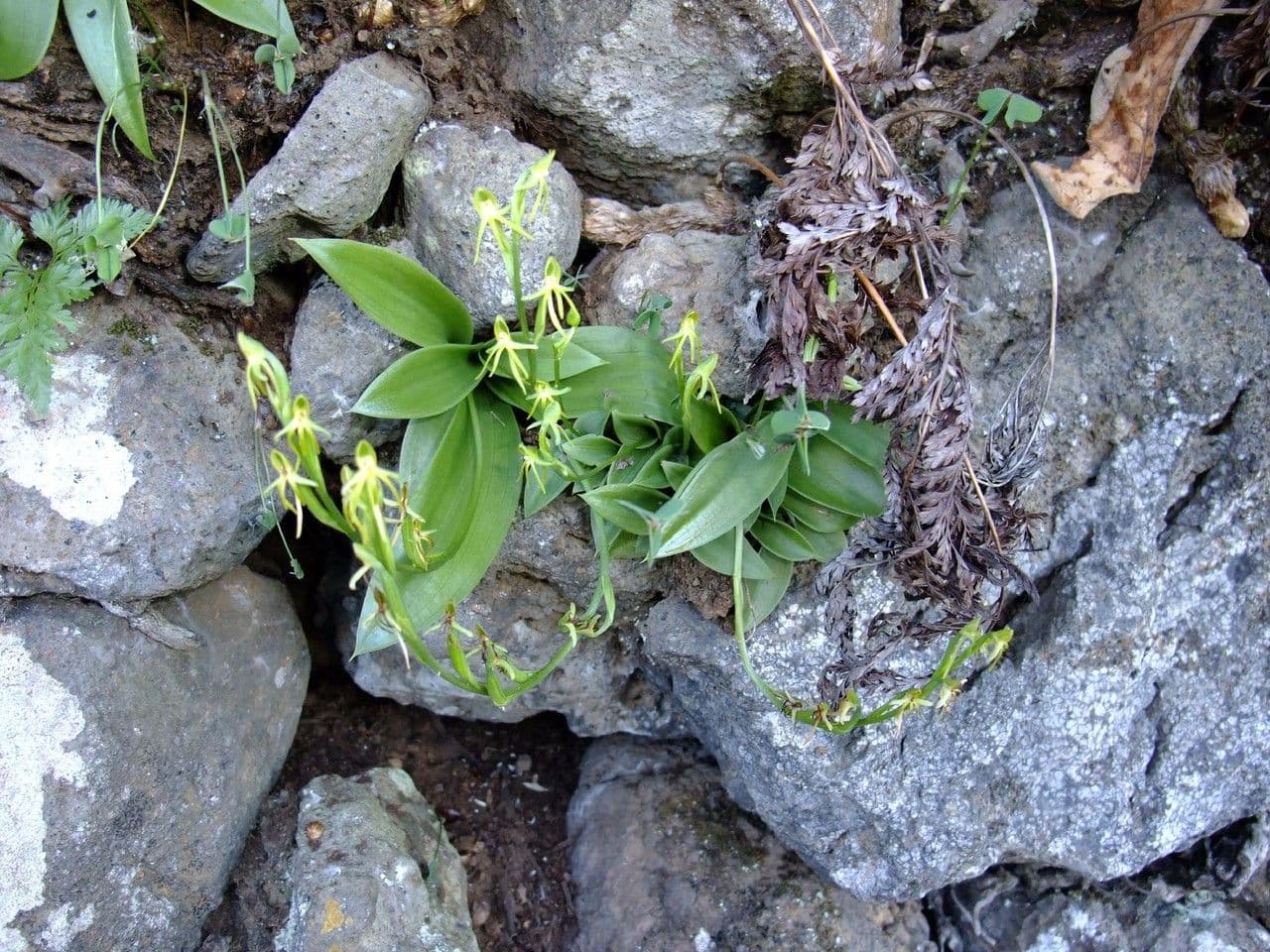 Habenaria 8