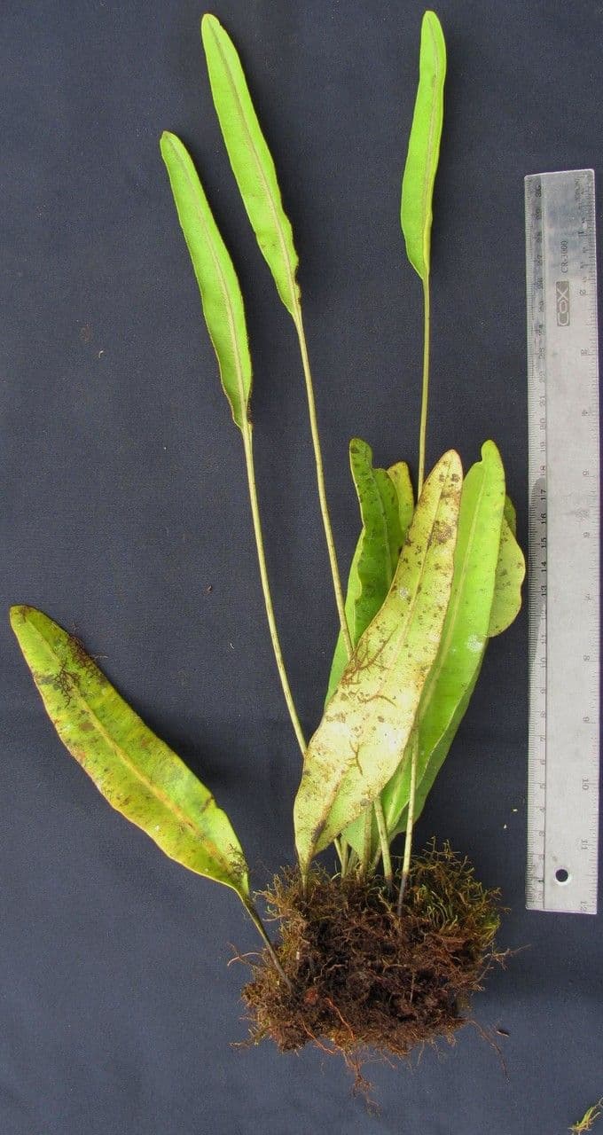 Elaphoglossum 6