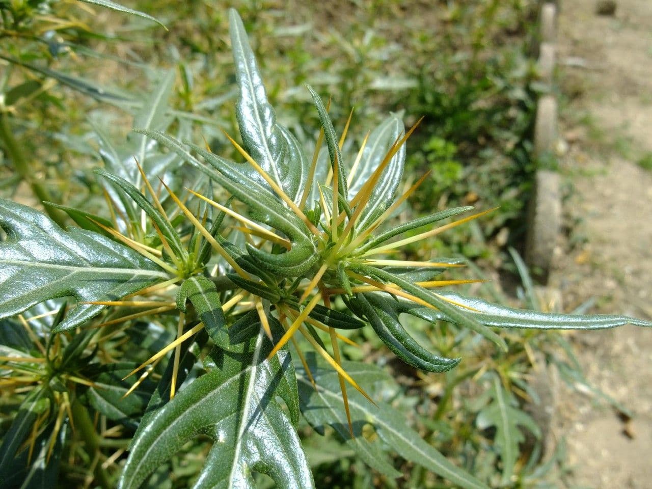 Lappola spinosa 28