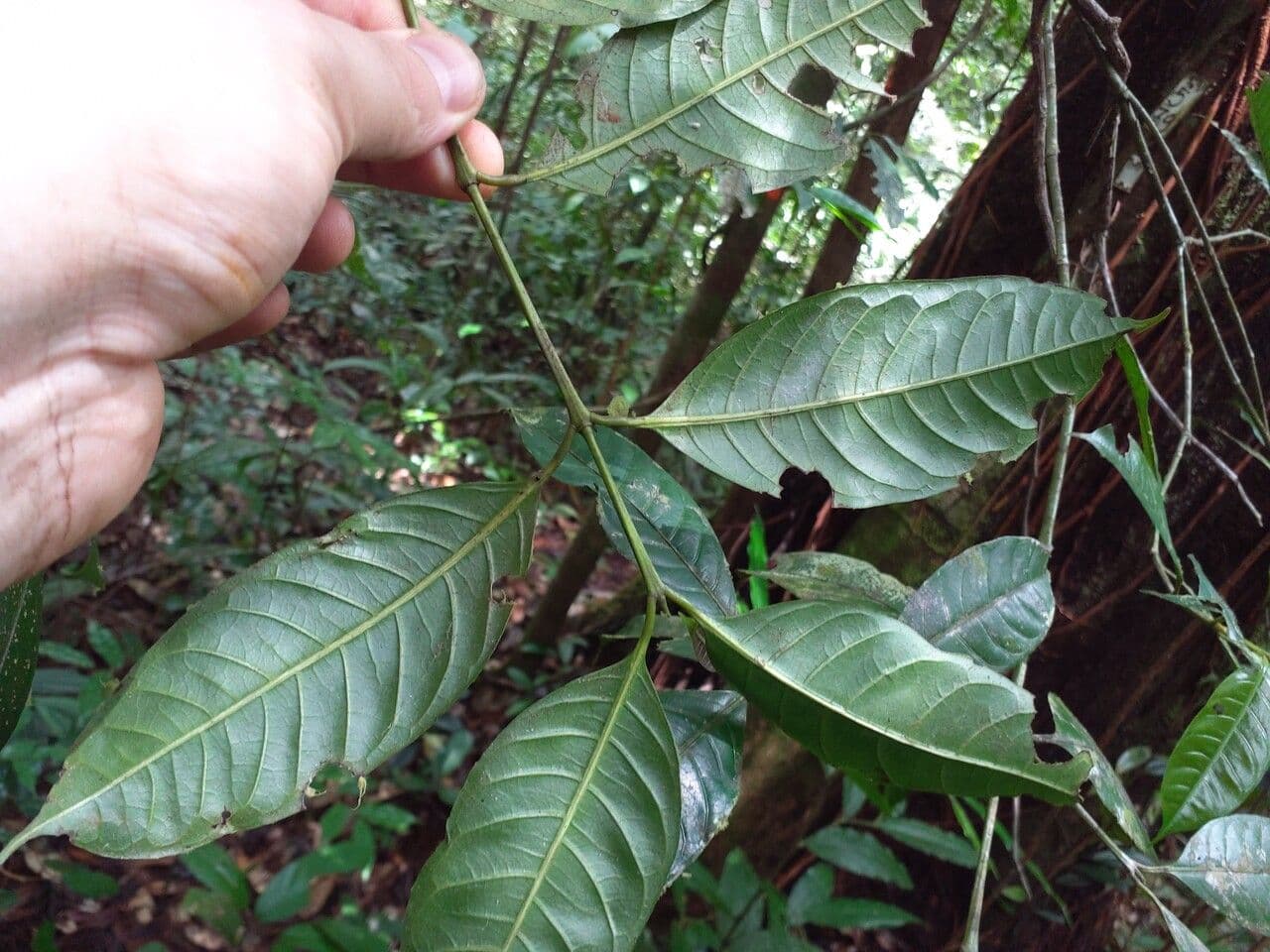 Faramea 3