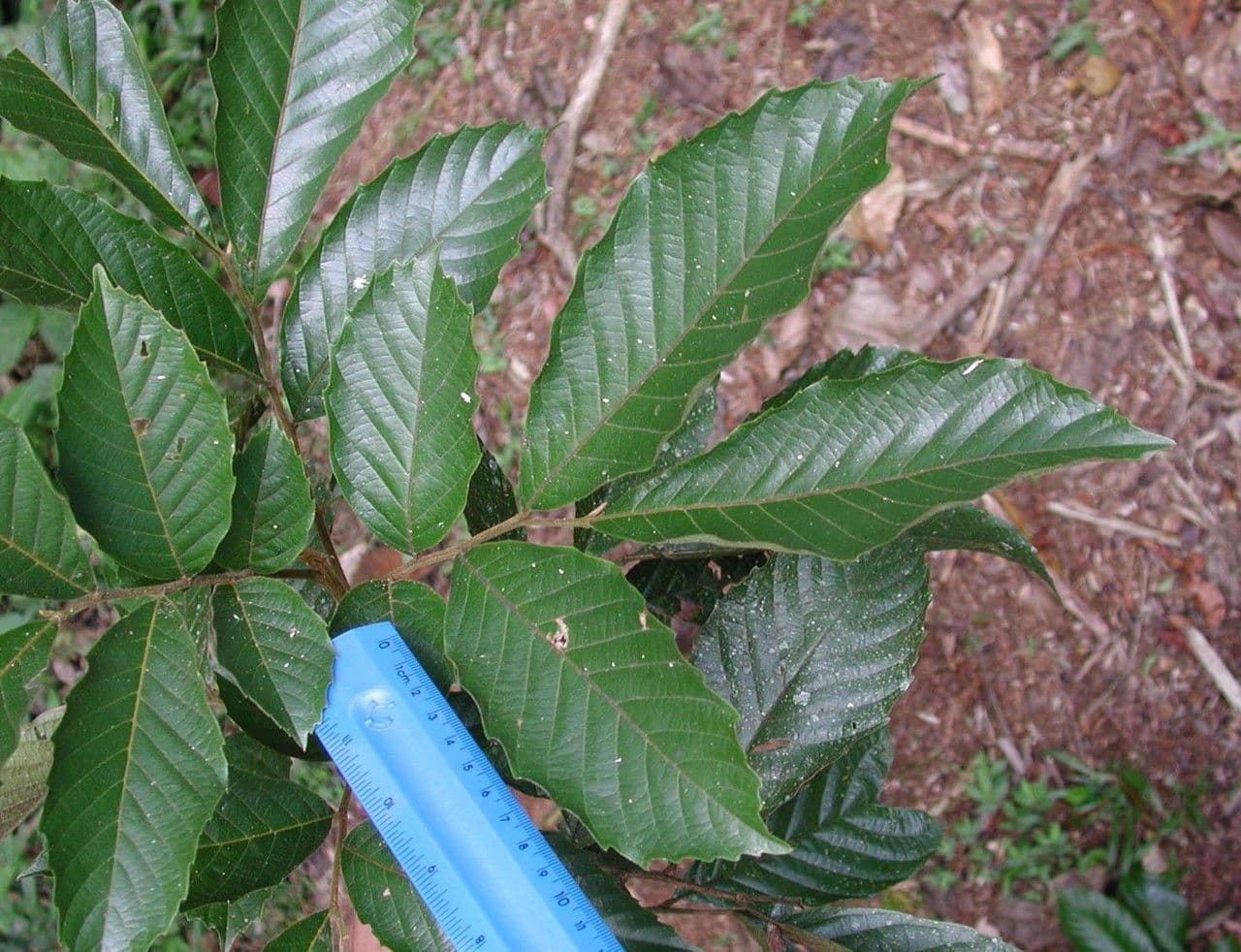 Cupania rossastra 13