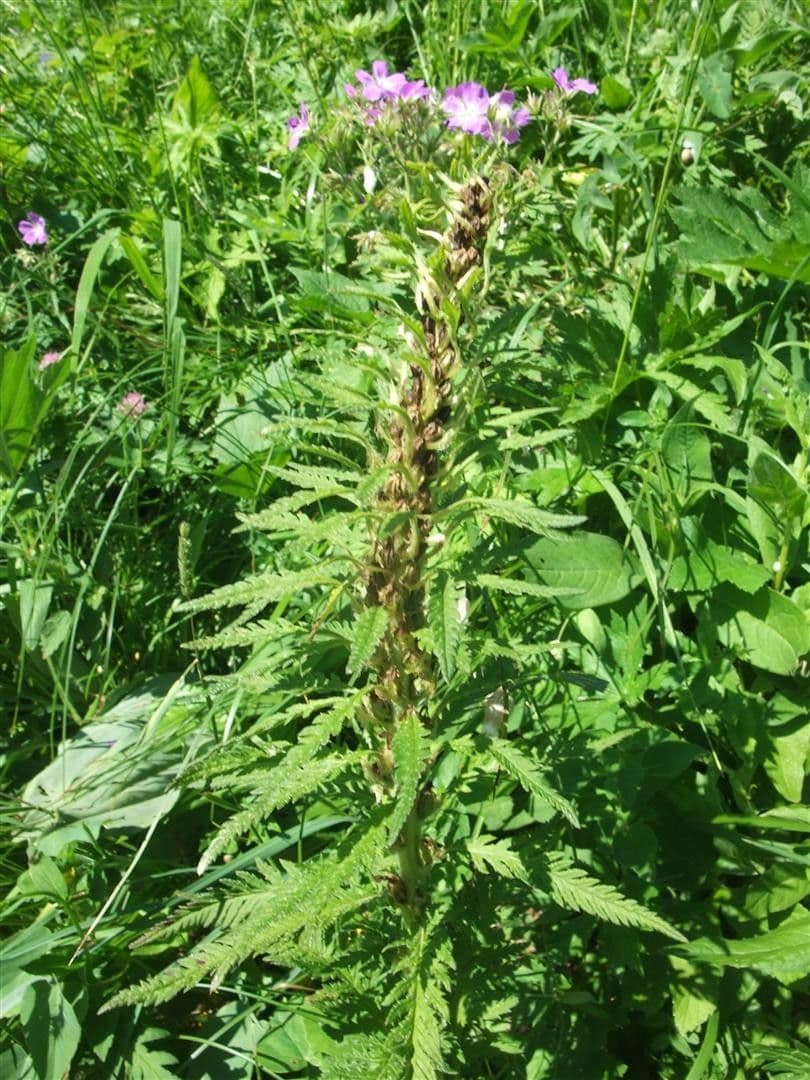 Pedicularis frondosa 20