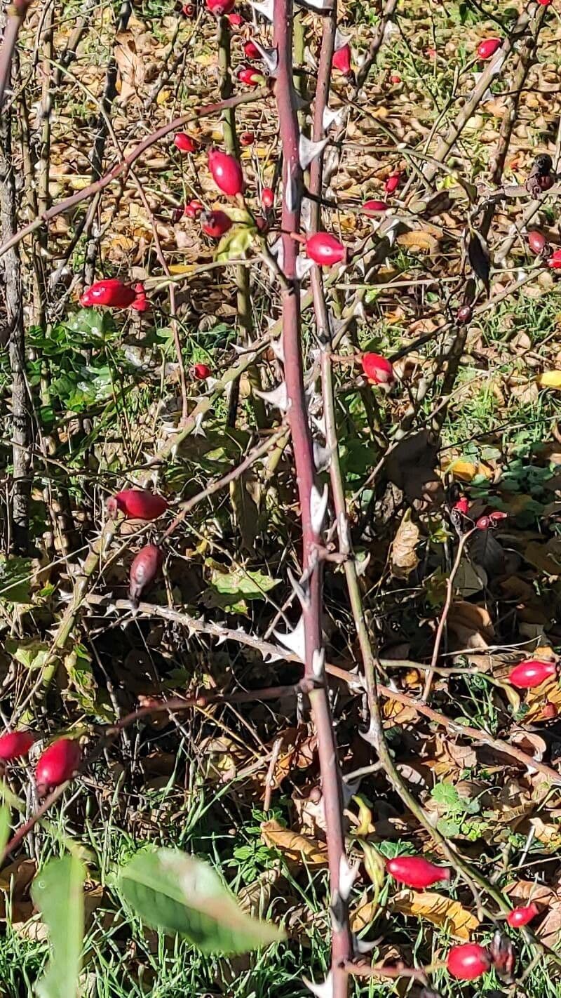 Seidenrose