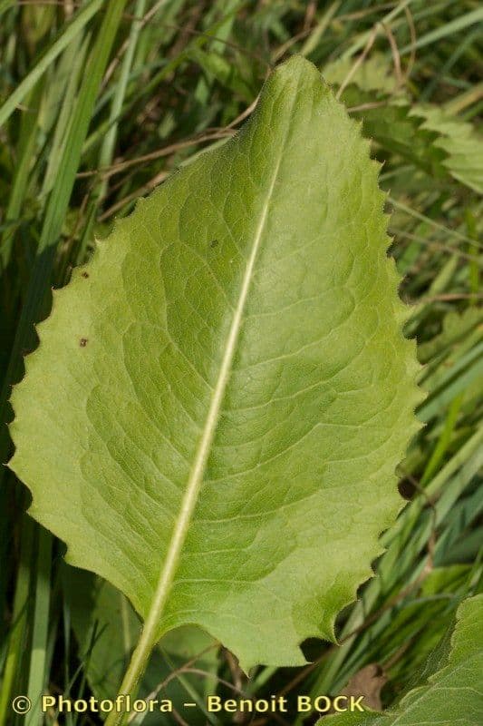 Klasea lycofolia 14