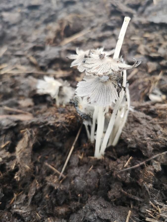 Ipopitide uniflora 2