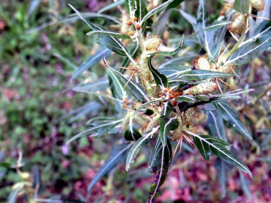 Lappola spinosa 16