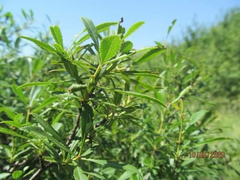 Kageneckia lanceolata 3