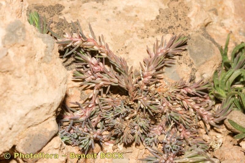Polycnemum 3