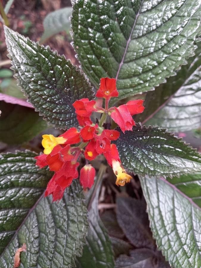 Chrysothemis pulchella 8