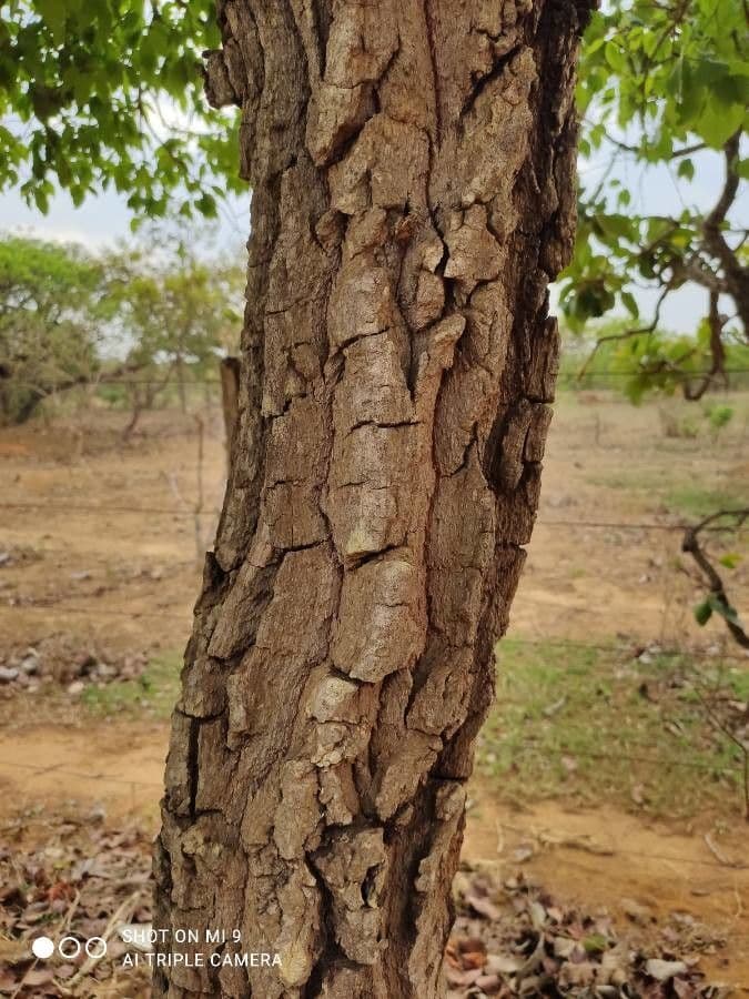 Campomanesia xanthocarpa 19
