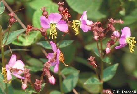 Rhexia virginica 6