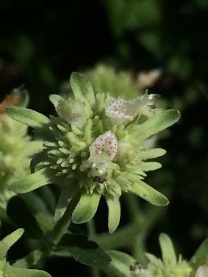 Pycnanthemum verticillatum 3