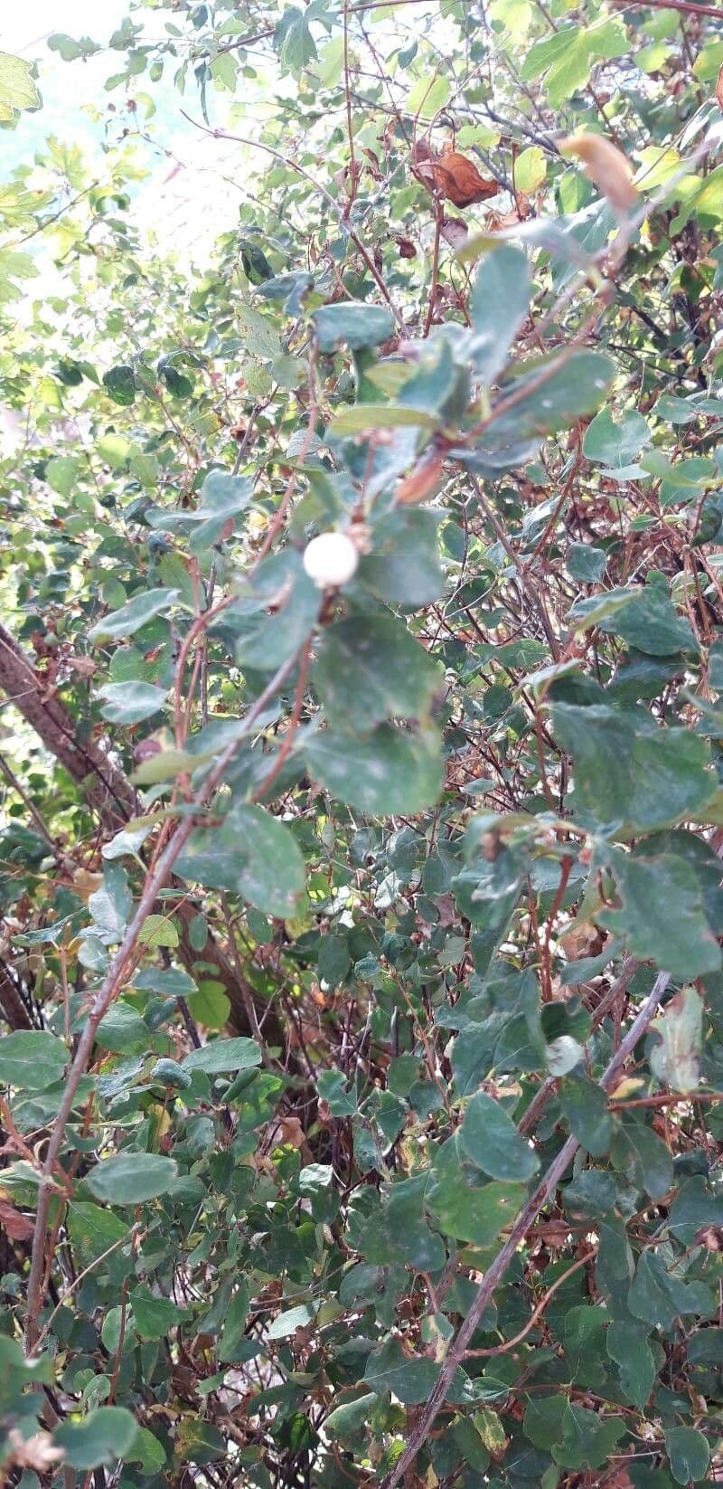 Spirea trilobata