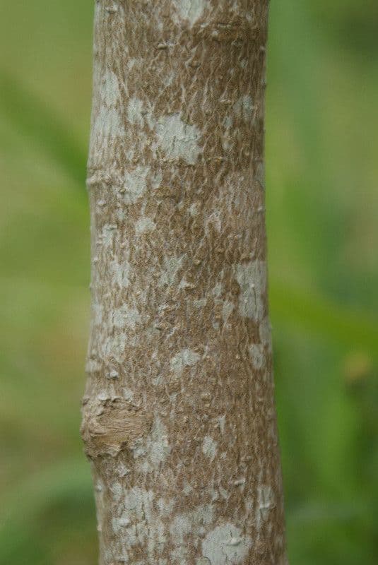 Schmalblättrige Olive 17