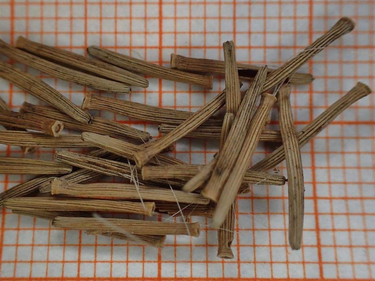 Kleinia 27