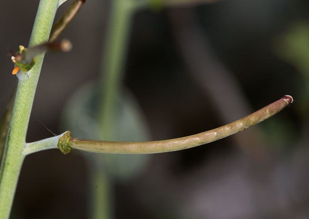 Streptanthus 10