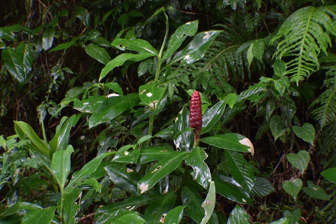 Costus 4