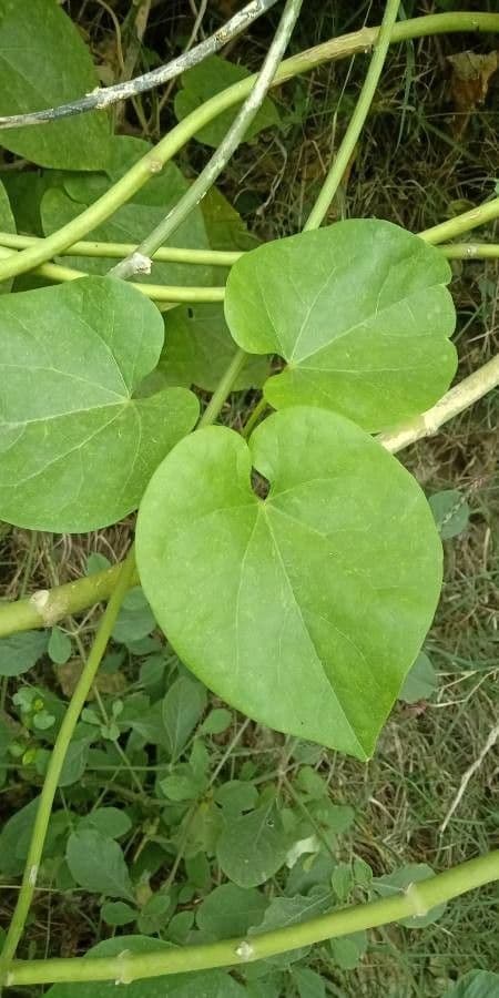 Tinospora 7