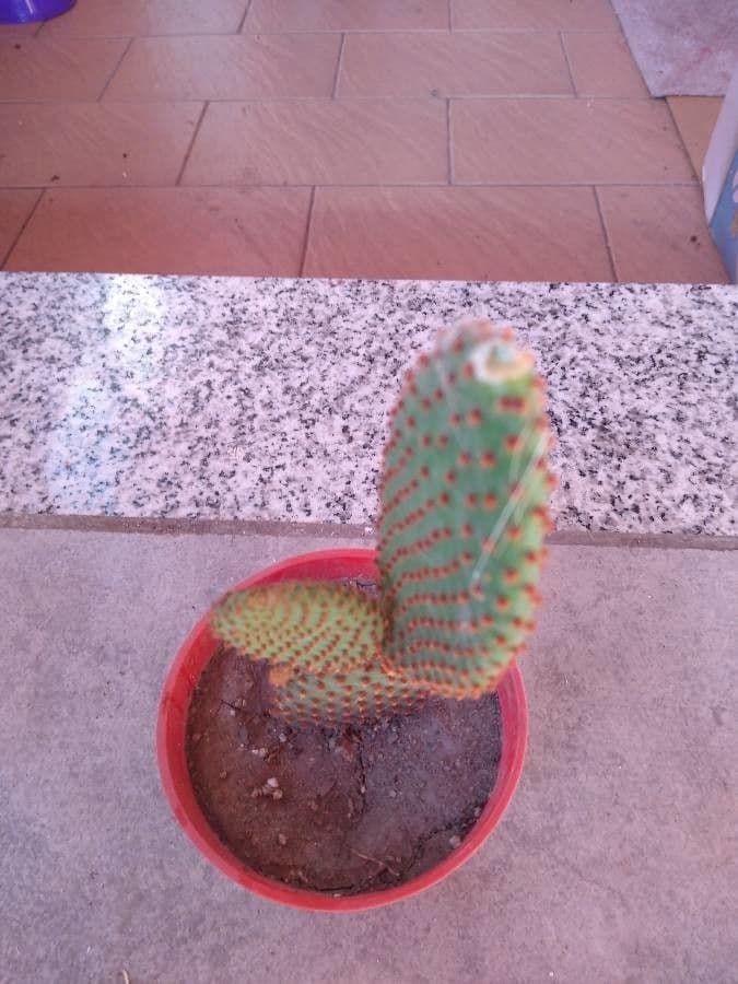 Opuntia basilaris 14