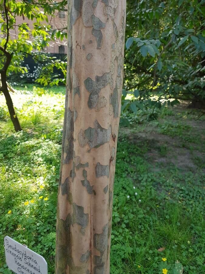 Chinesische Scheinquitte 11