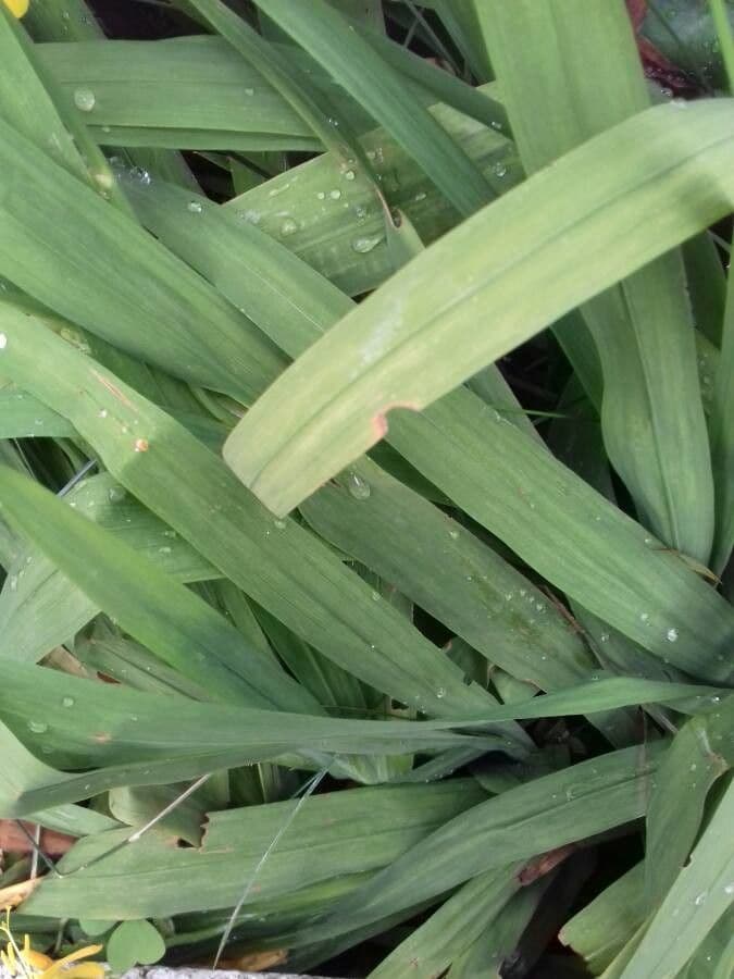Crocosmia dorata 20