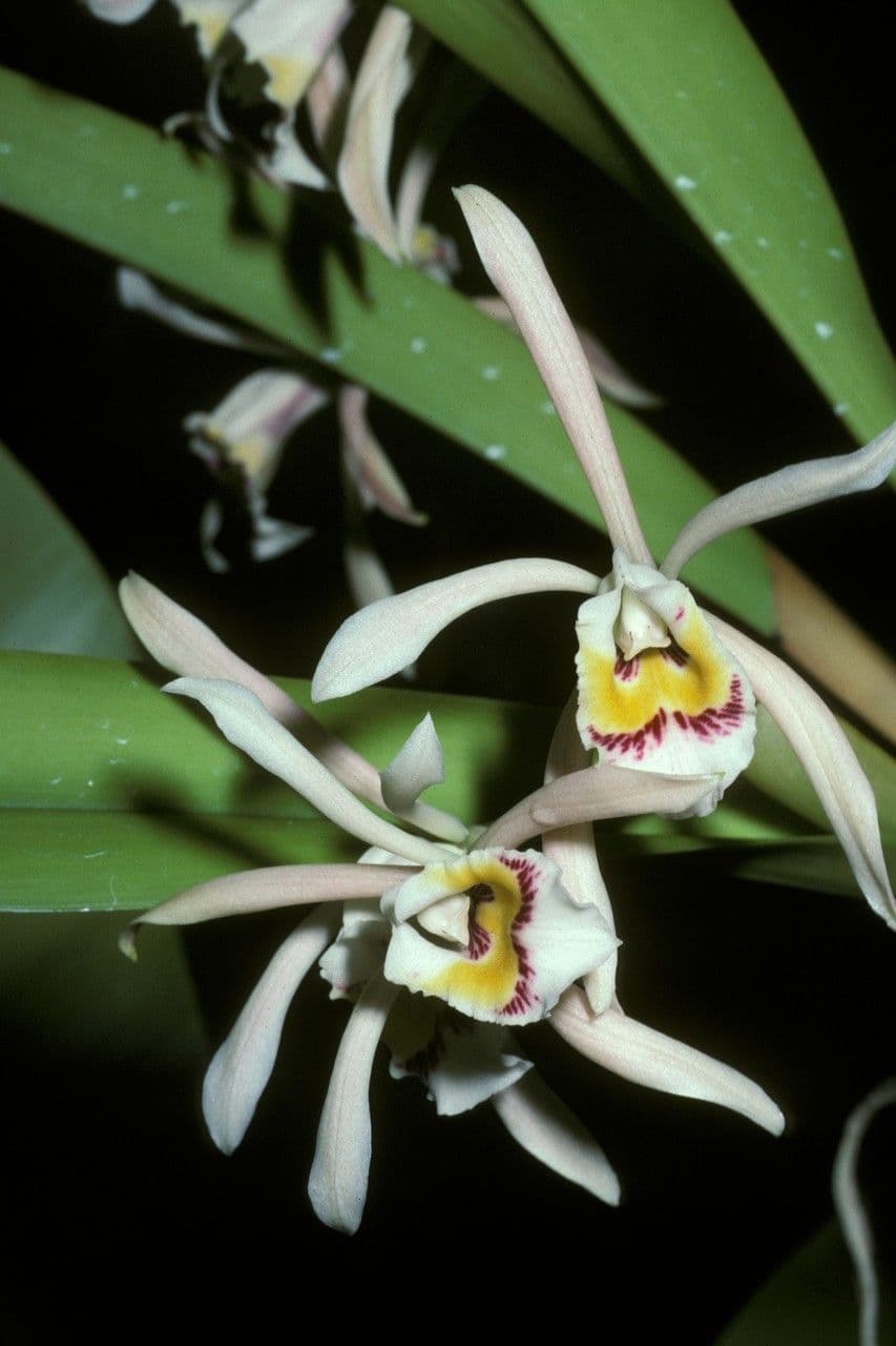 Cattleya