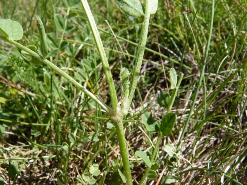 Astragalo danese 18