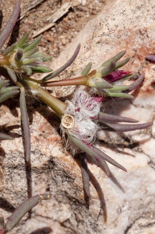 Portulaca 6