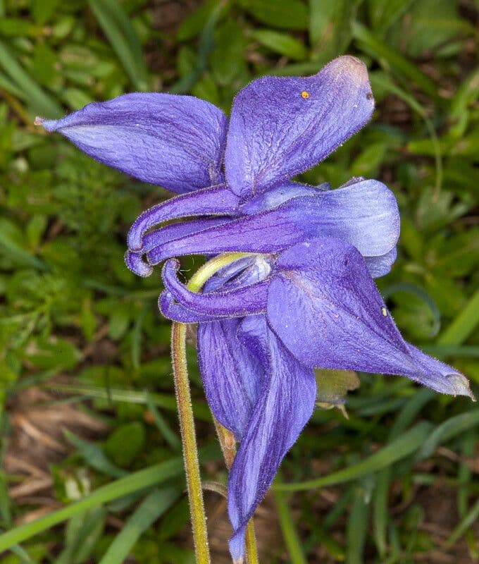 Alpine columbine 21