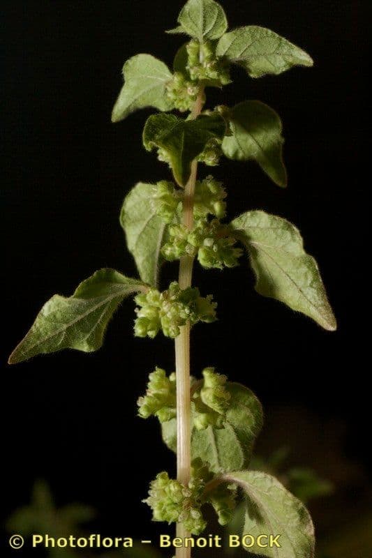 Parietaria 7
