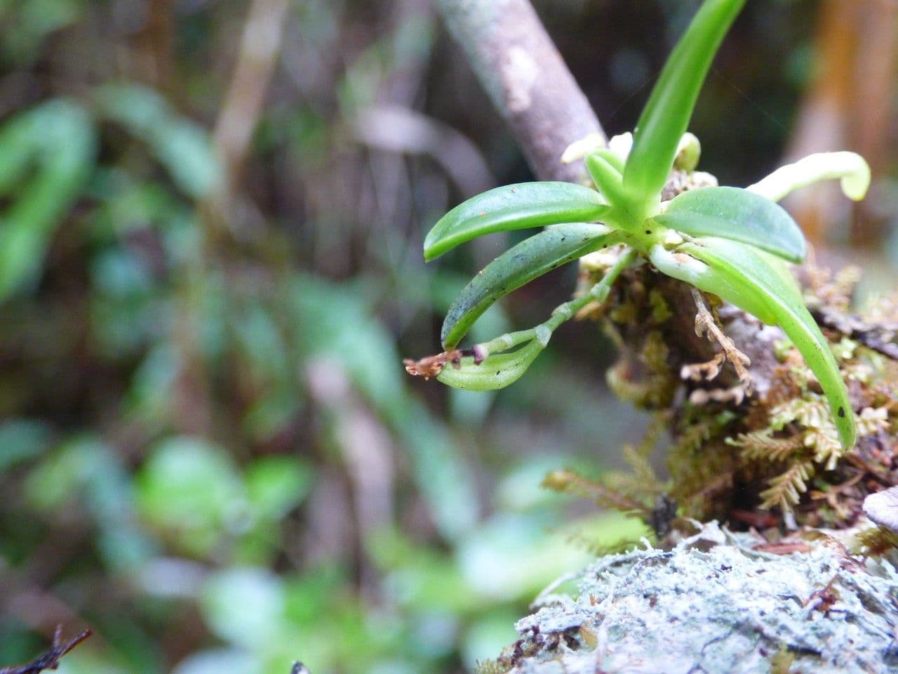 Angraecum snello
