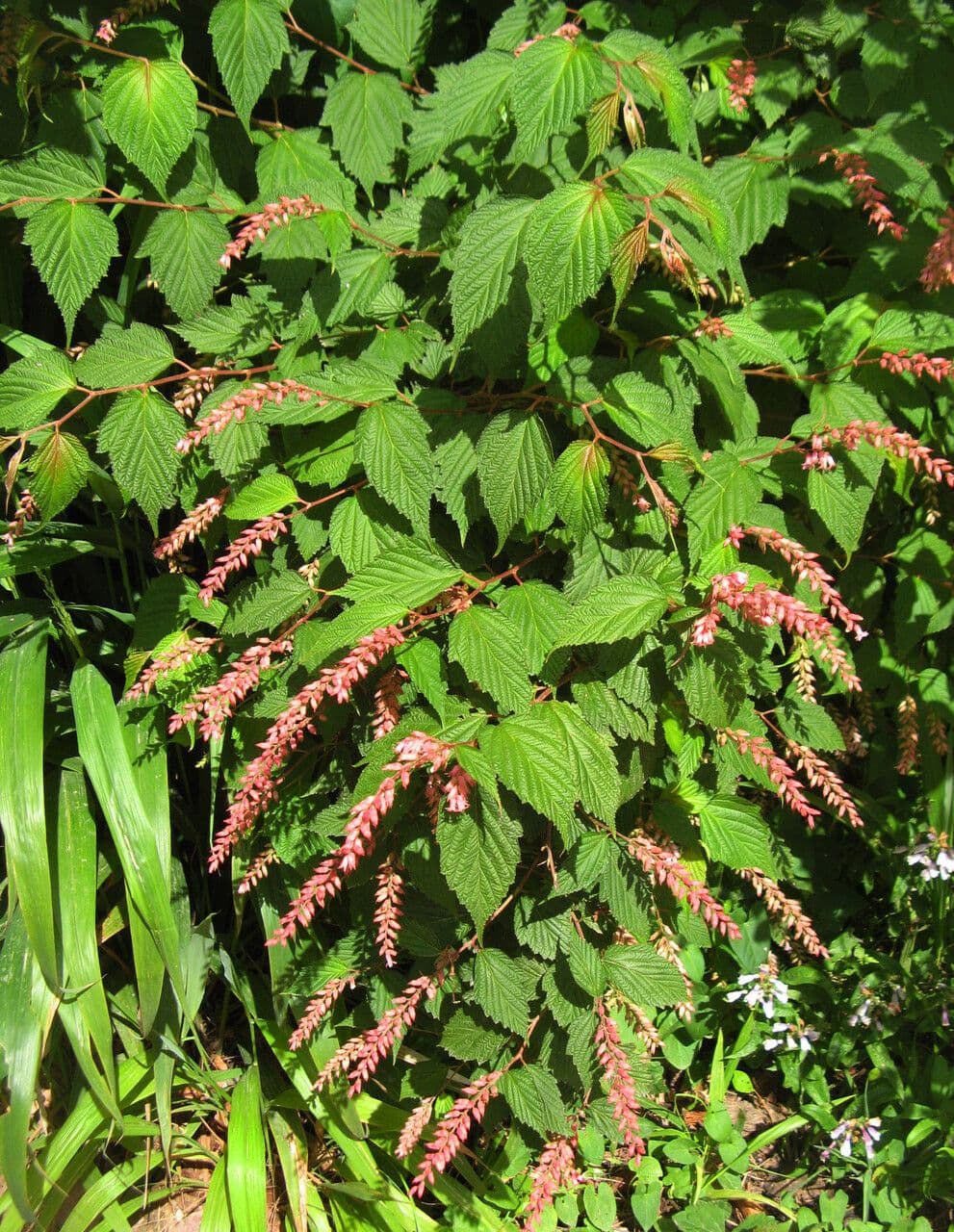 Neillia 3