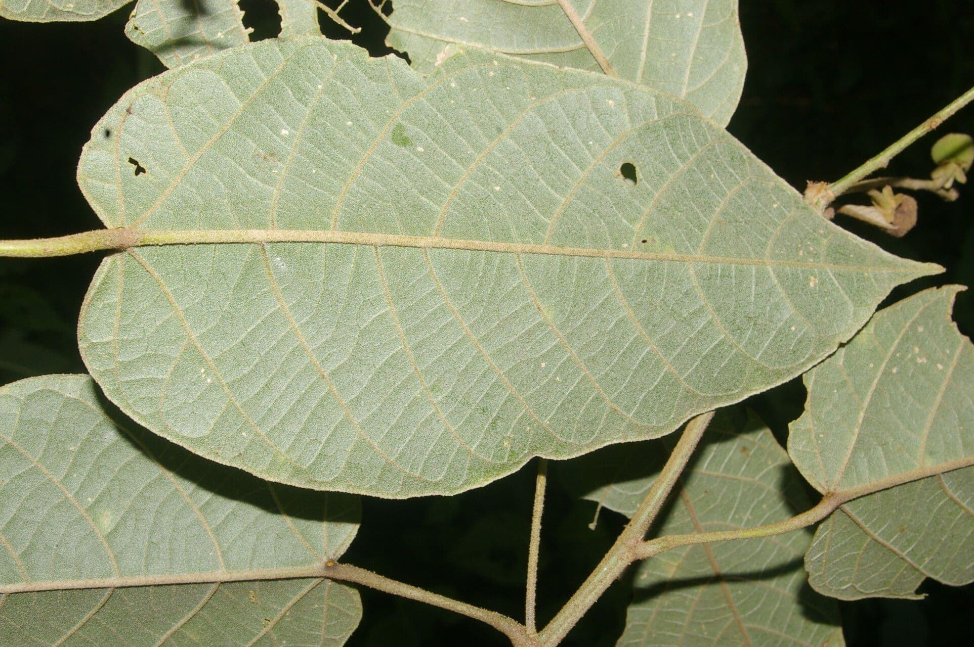 Croton 10