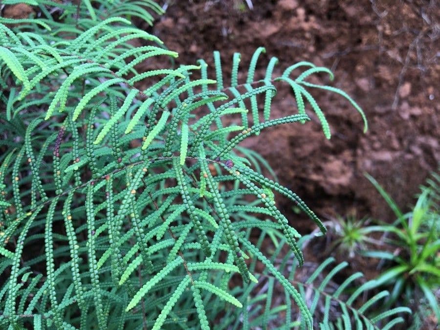 Gleichenia dicarpa 6