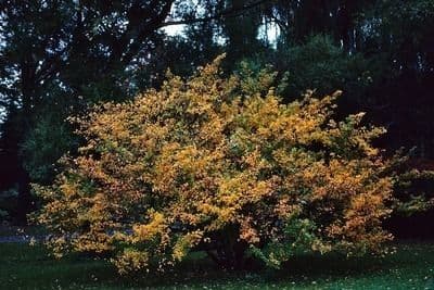 Photinia villosa 13