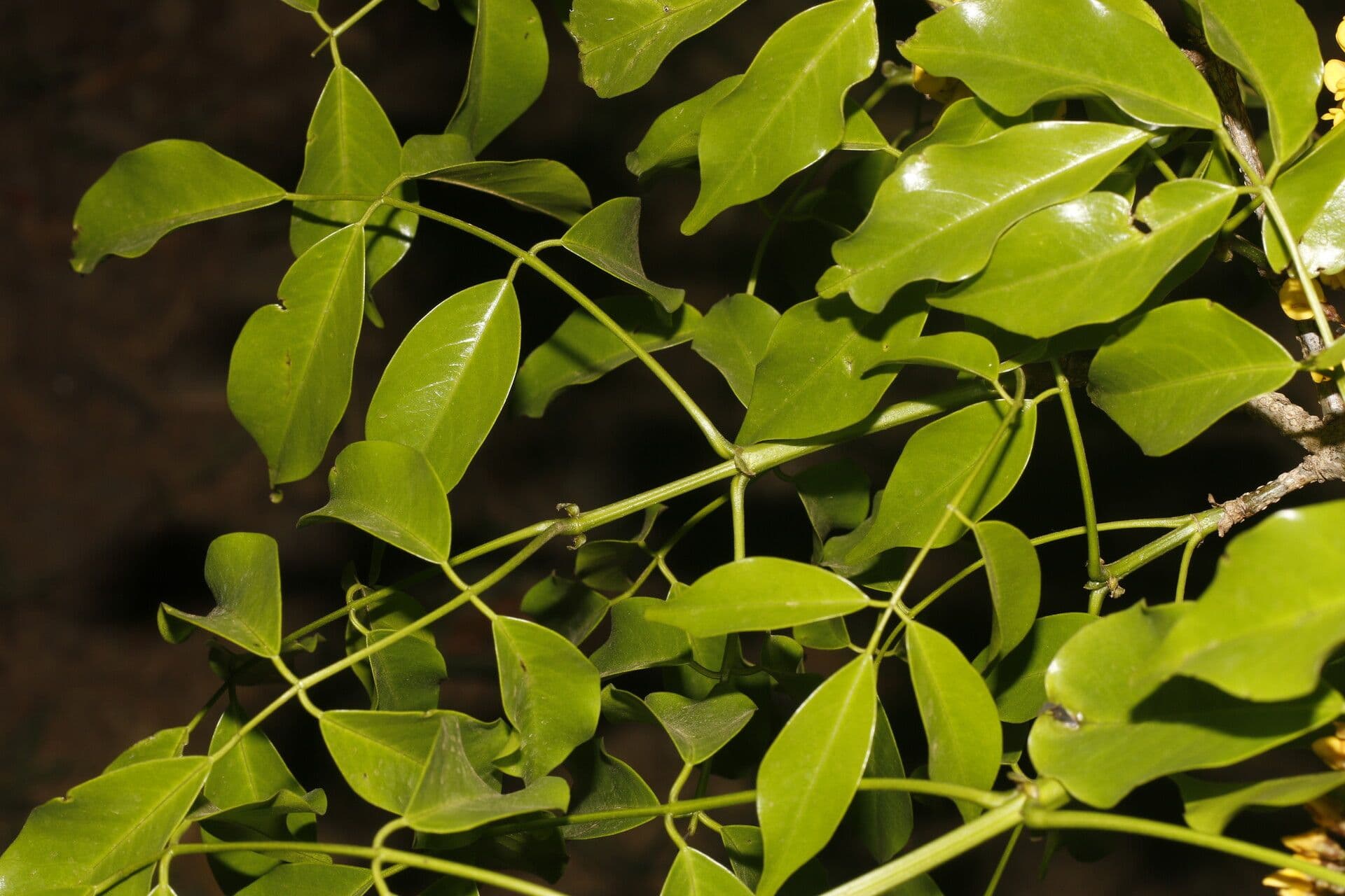 Platymiscium 7