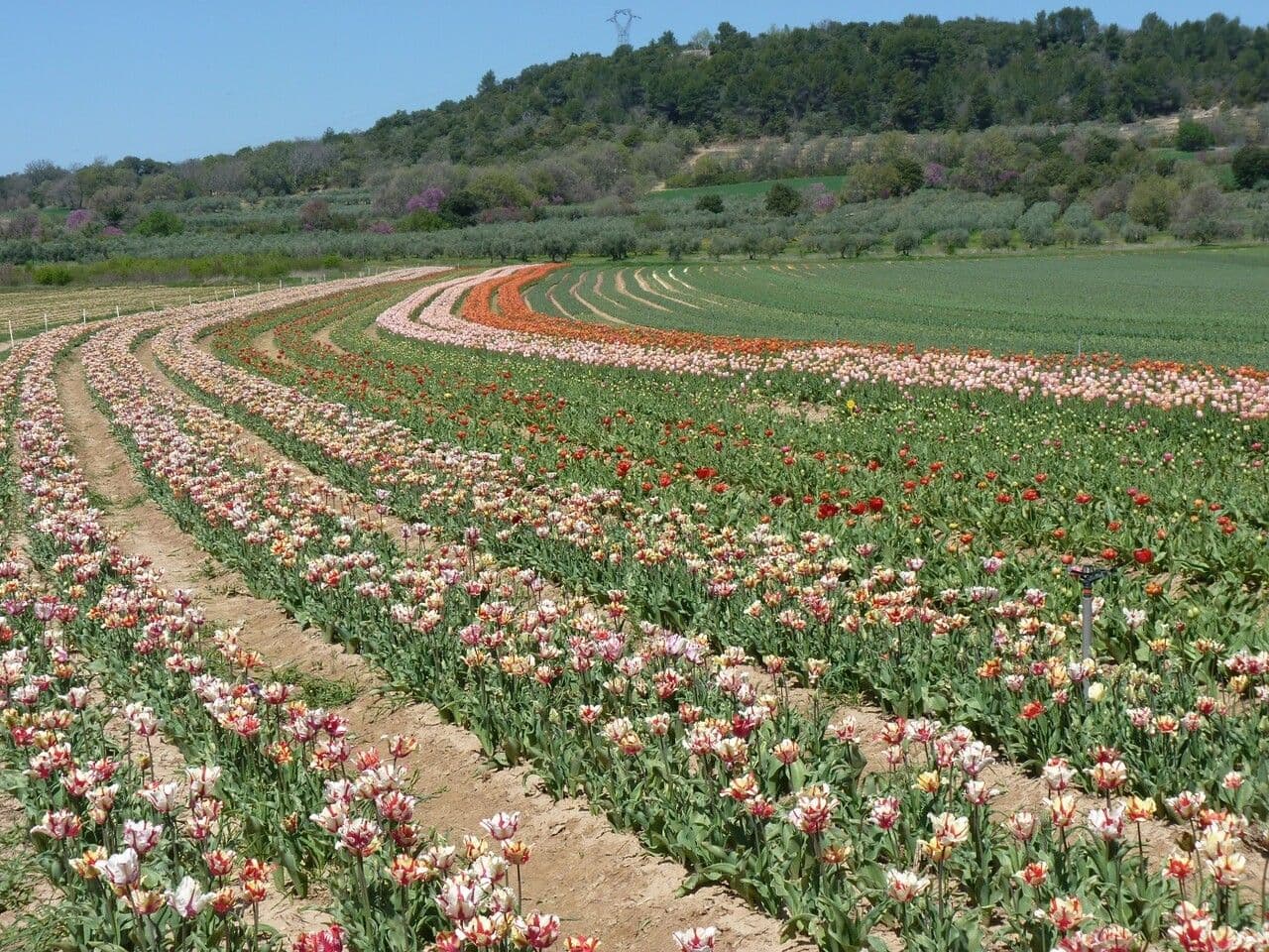 Tulipano di Gesner 30
