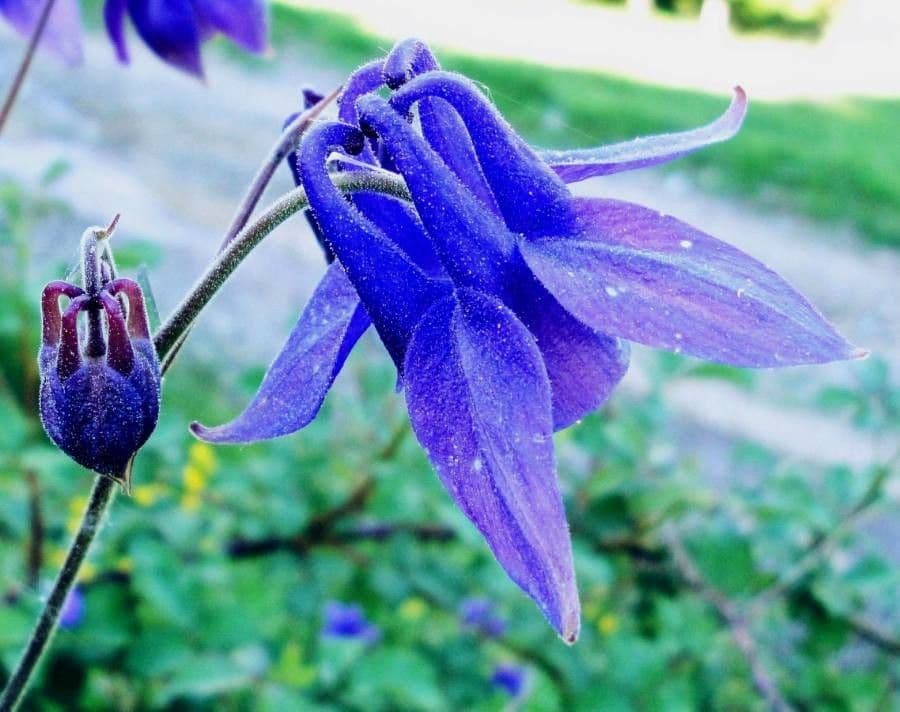 Aquilegia comune 6