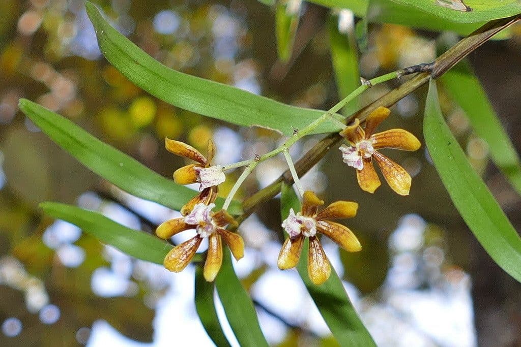 Dendrobium 3