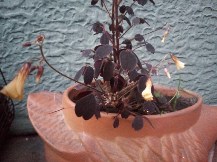 Acetosa 7