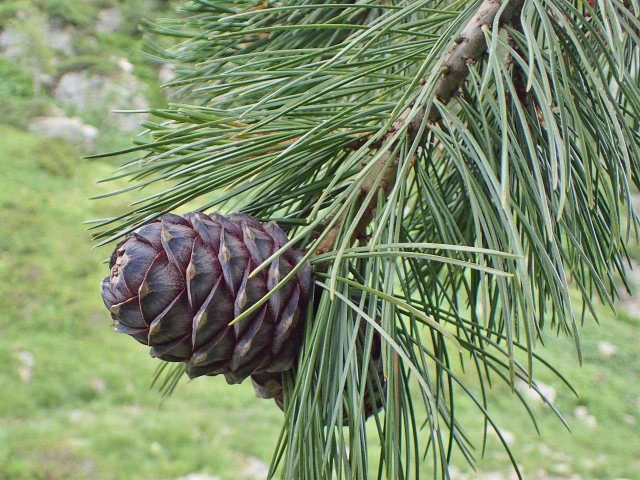 Borovice limba 3