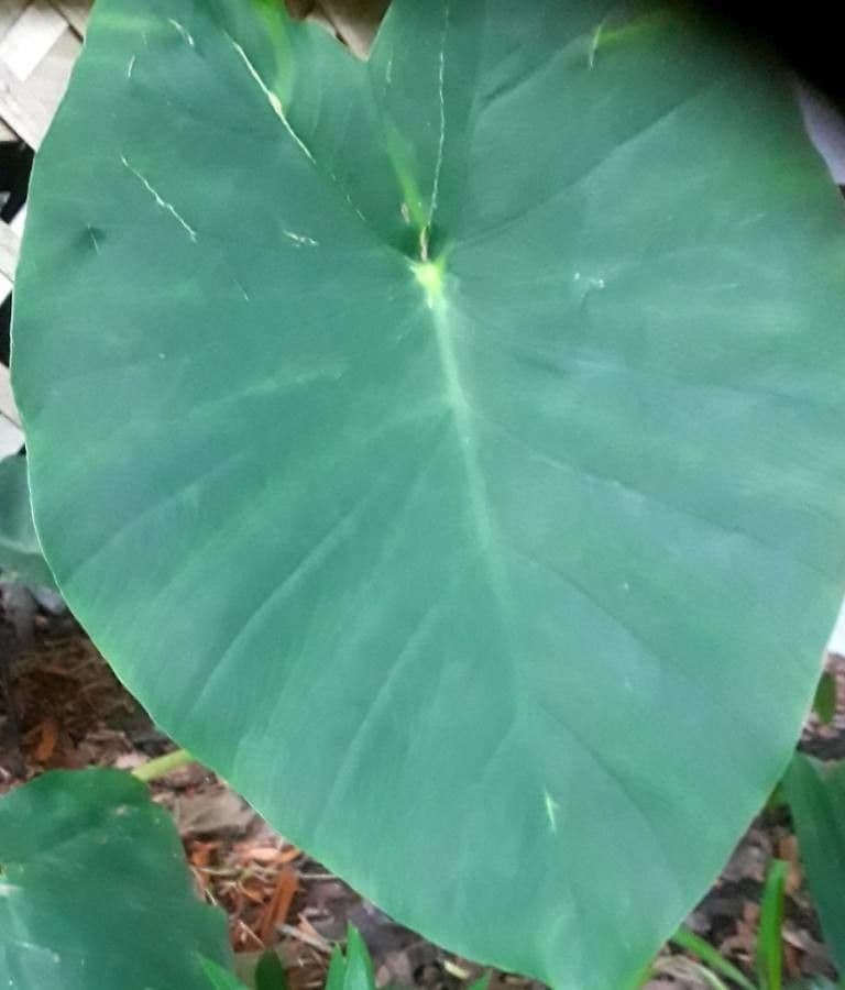 Taro 9