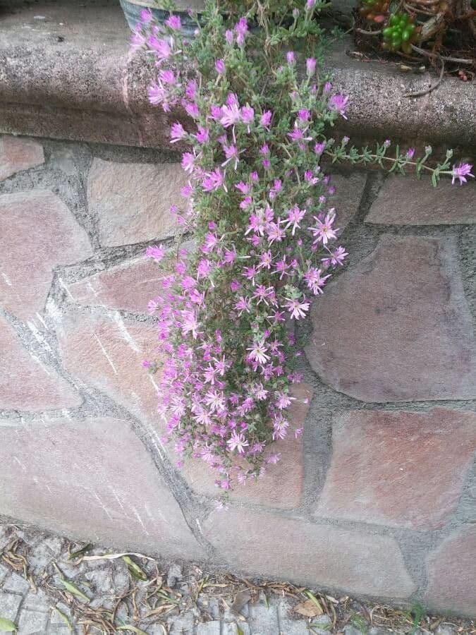 Flor di rugiada ispida 3