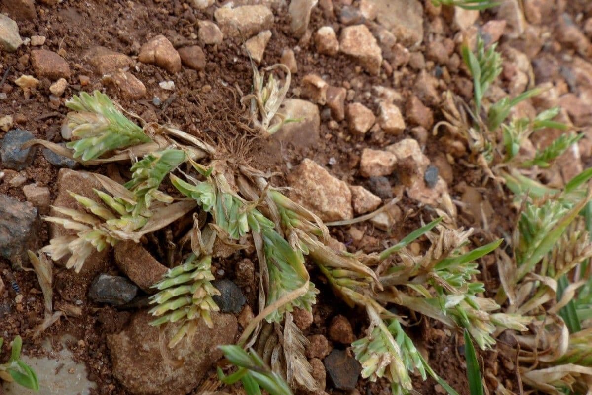 Sclerochloa 11