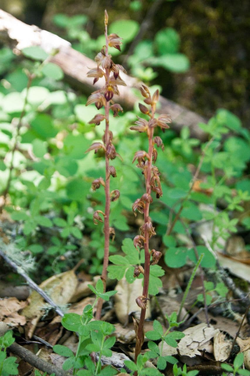 Coralloriza striata 11