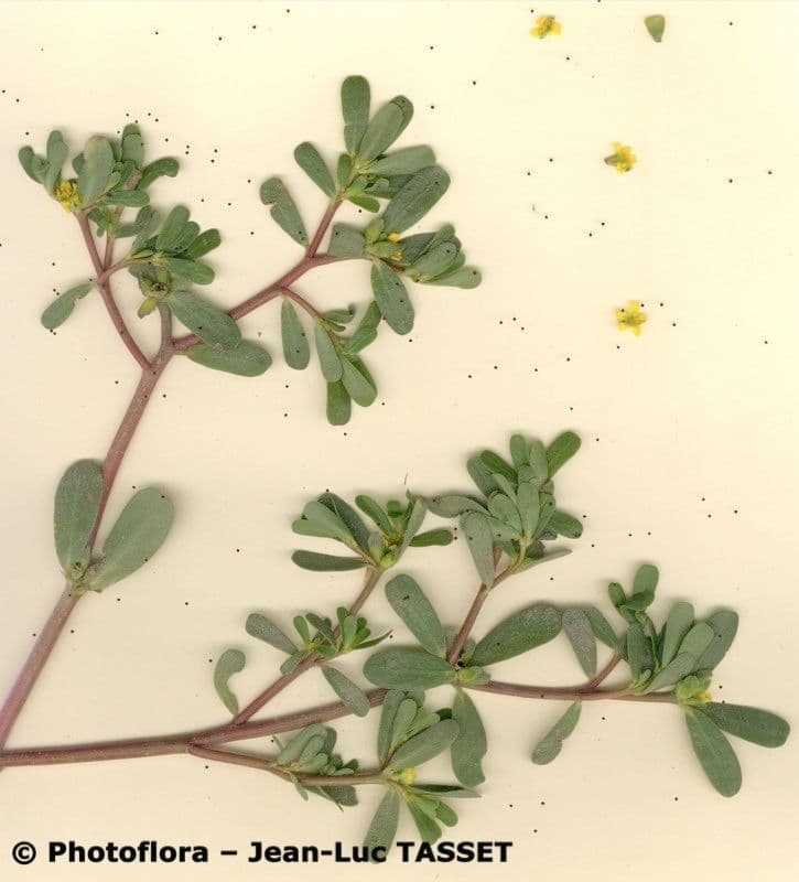 Portulaca 8