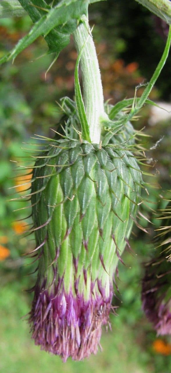 Cirsium mexicanum 4