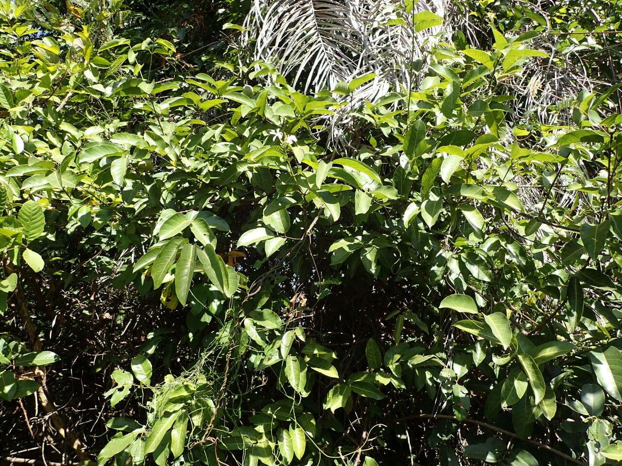 Saba 3