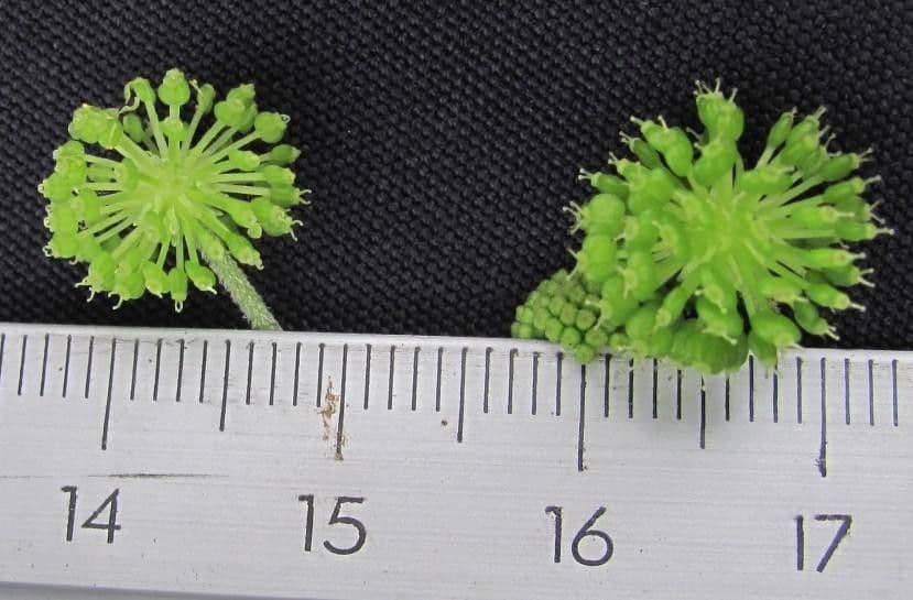 Micropleura 7