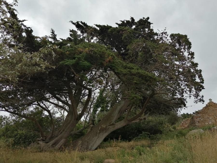 Cipresso di Monterey 21